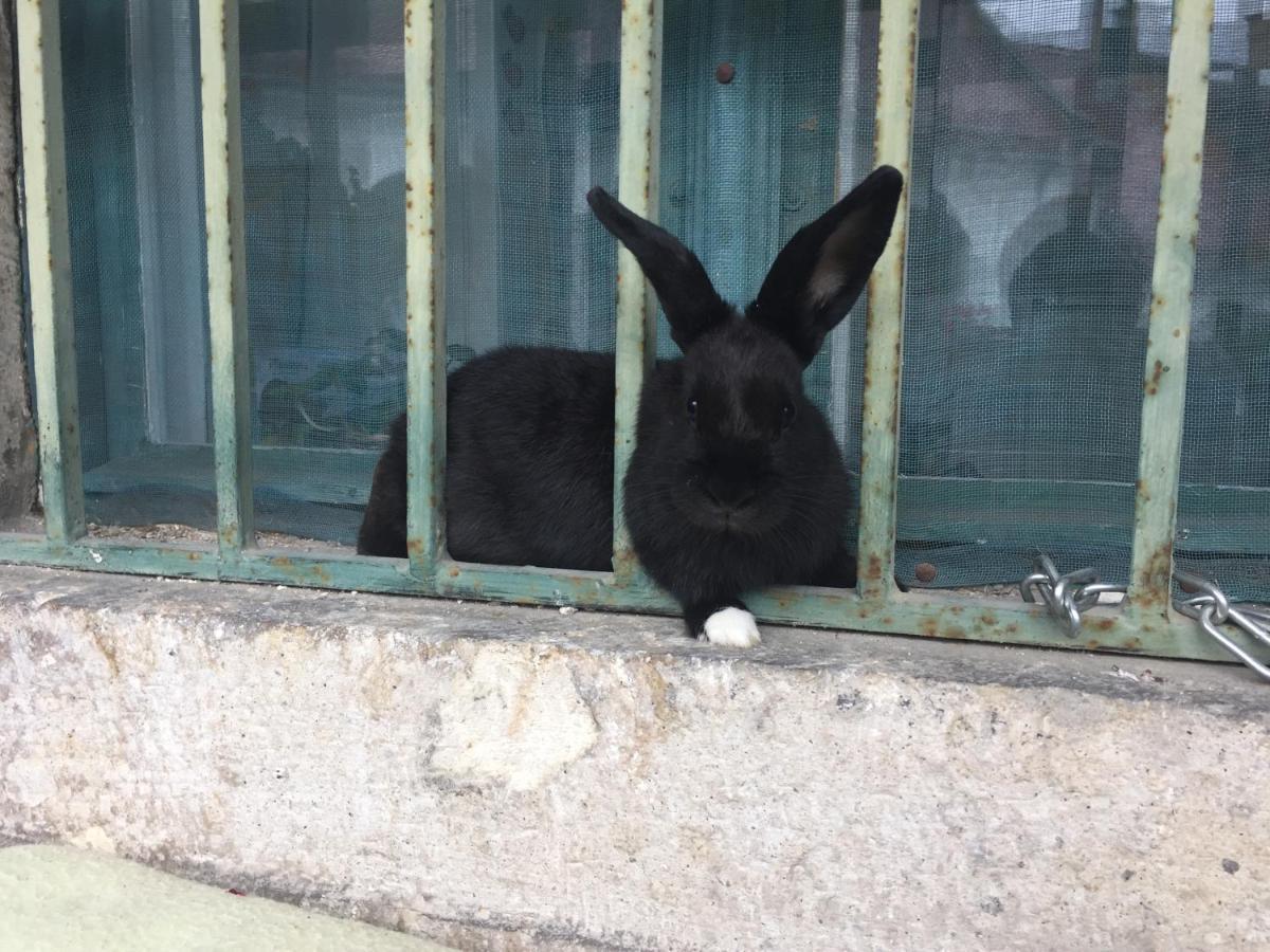Forst-Haz Apartman Eger Zewnętrze zdjęcie